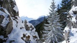 Russian Winter Forest