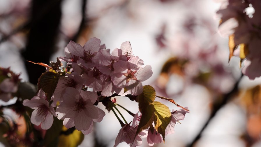 Sakura