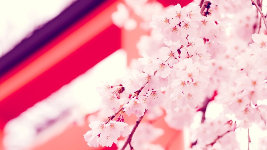 Sakura Japan Cherry Flowers Close Up