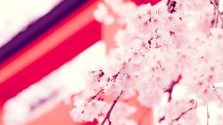 Sakura Japan Cherry Flowers Close Up
