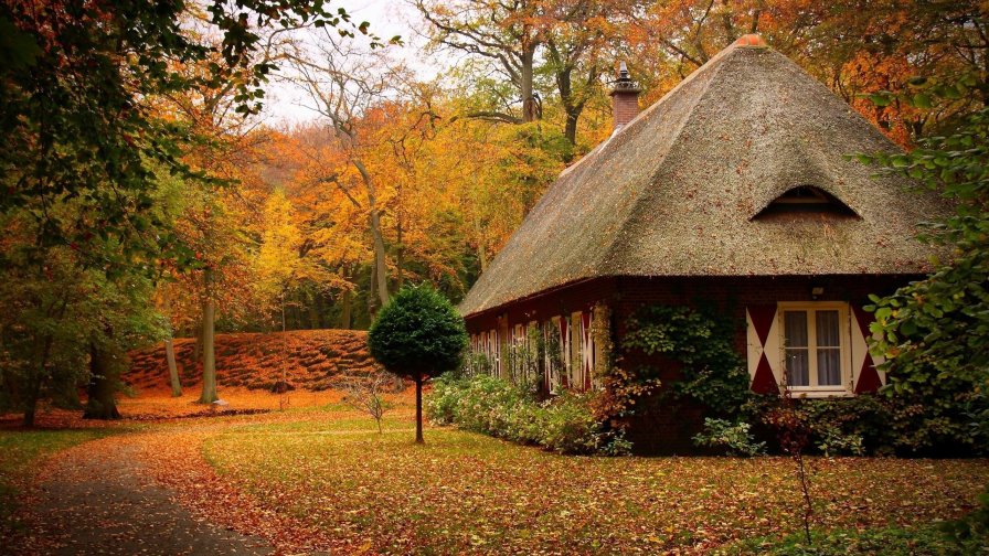 Single House in Autumn Yellow Forest