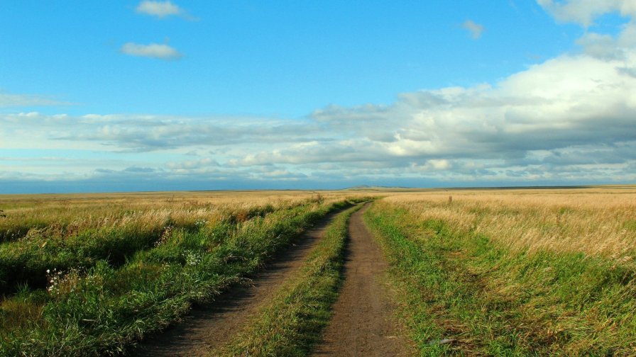 Single Road and Yellow Field