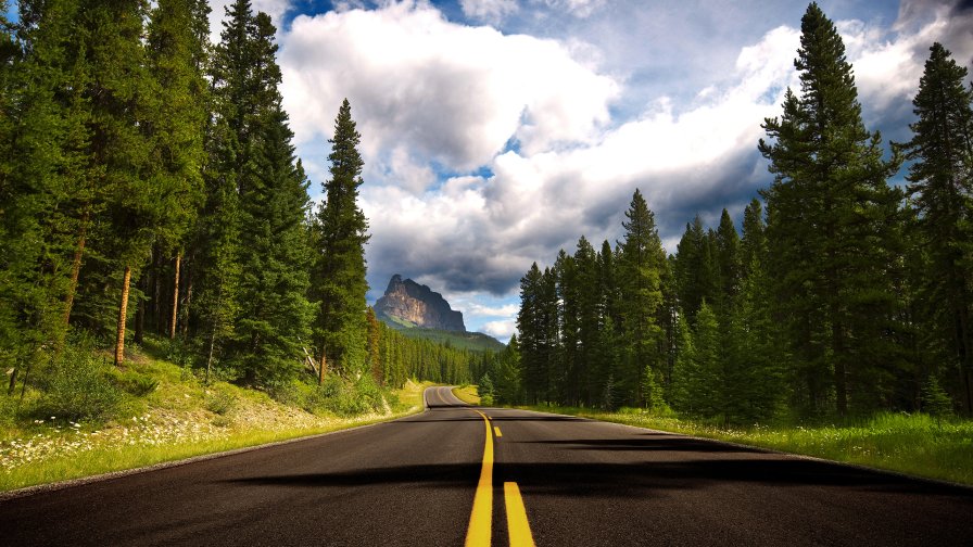 Single Road in Green Pine Forest