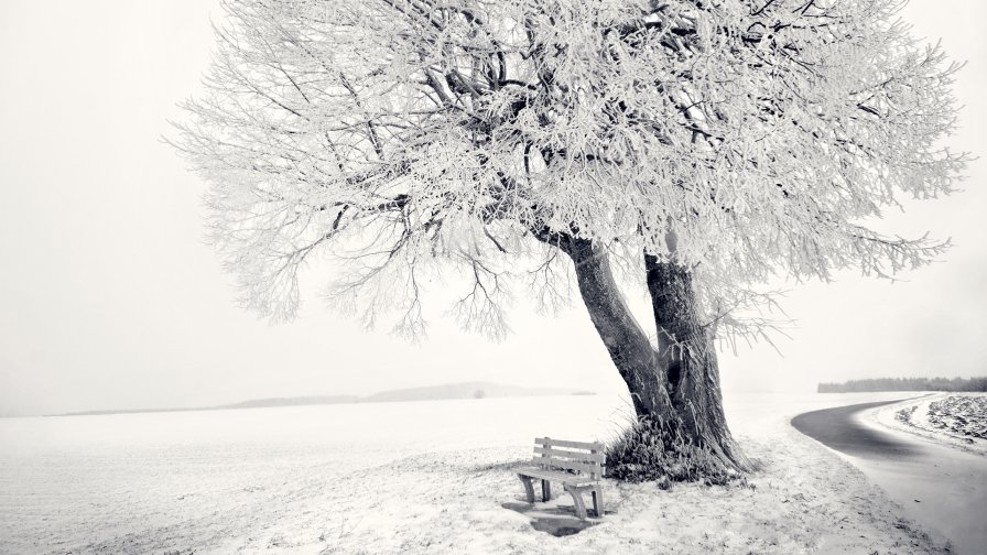 Single Tree and Frost on the Branch