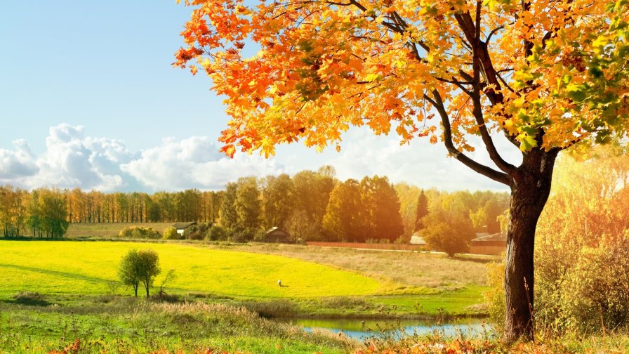 Single Tree in Autumn Field