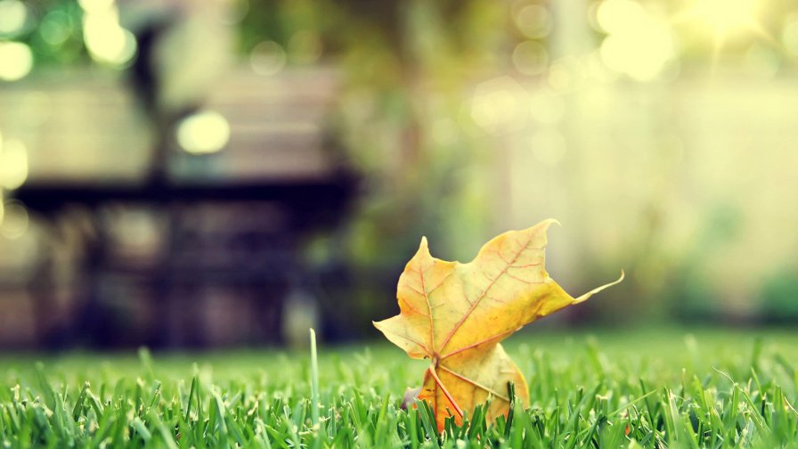 Single Yellow Leaf on the Green Grass