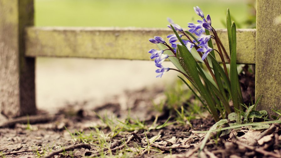 Small Blue Flowers and Fence on the Garden