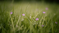 Small Flowers and Green Grass in the Field