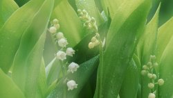 Small Flowers and Water Drops on the Leaves