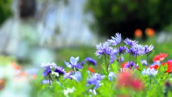 Small Flowers on the Meadow