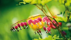 Small Macro Flowers