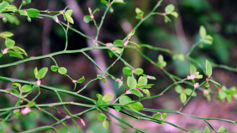 Small New Leaves on the Tree