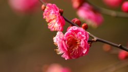 Small Pink Flowers on the Branches