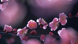 Small Pink Flowers on the Tree