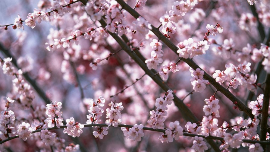 Small Pink Flowers on the Tree