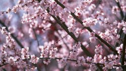 Small Pink Flowers on the Tree