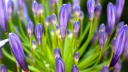 Small Purple Flowers