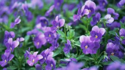 Small Purple Flowers Macro