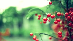 Small Red Berries Viburnum Like