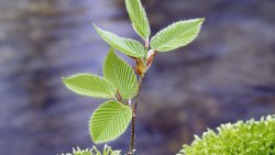 Small Sapling on the Forest and Green Moss