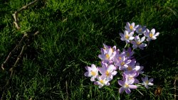 Small Snowdrops and Green Grass on the Field