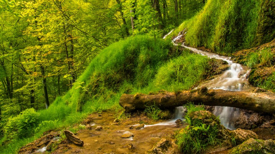 Small Waterfall in the Green Old Forest