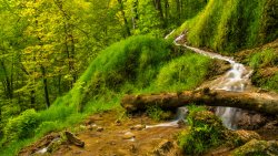 Small Waterfall in the Green Old Forest