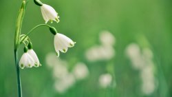 Small White Flowers Macro