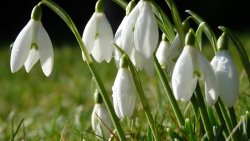 Small White Snowdrops in the Field