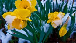 Snow Covered Daffodil Flowers