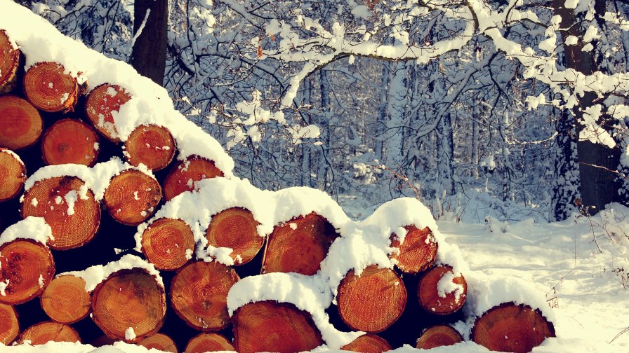 Snow Covered Firewood in the Forest