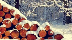 Snow Covered Firewood in the Forest