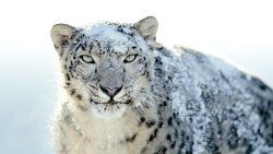 Snow Leopard in Snow