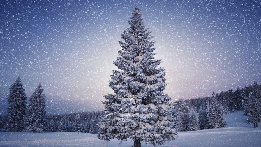 Snow and Lonely Tree in the Forest