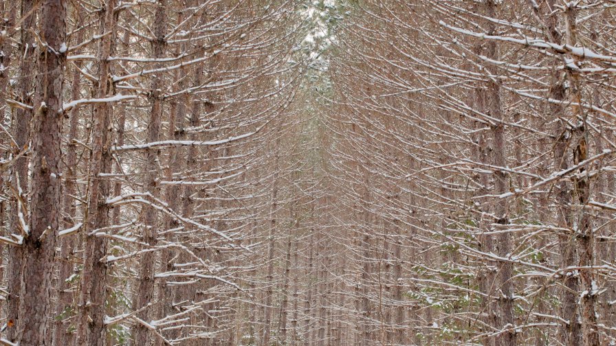 Snow on Old Trees in Winter Forest