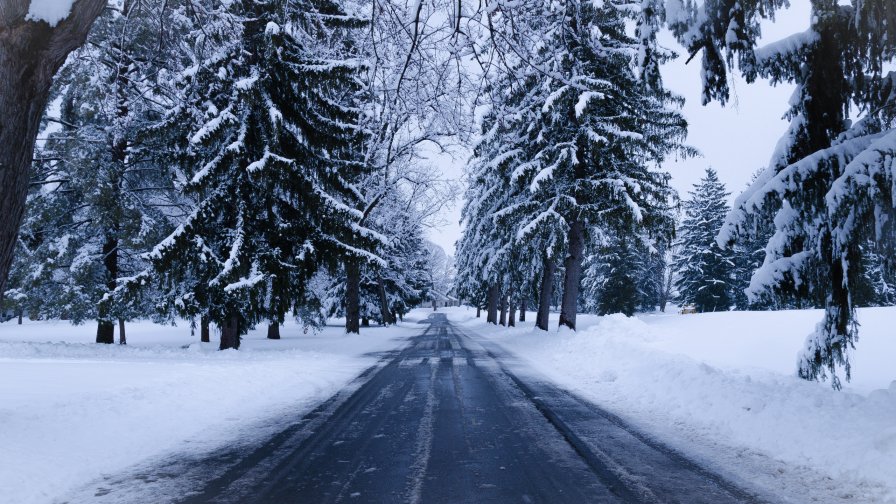 Snowed Road in Garden