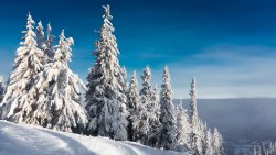 Snowed Spruces in Forest and Sunlight