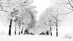 Snowy Road and Trees