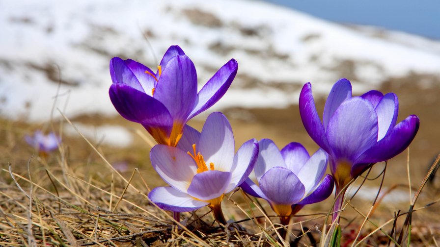 Spring Crocus
