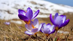 Spring Crocus