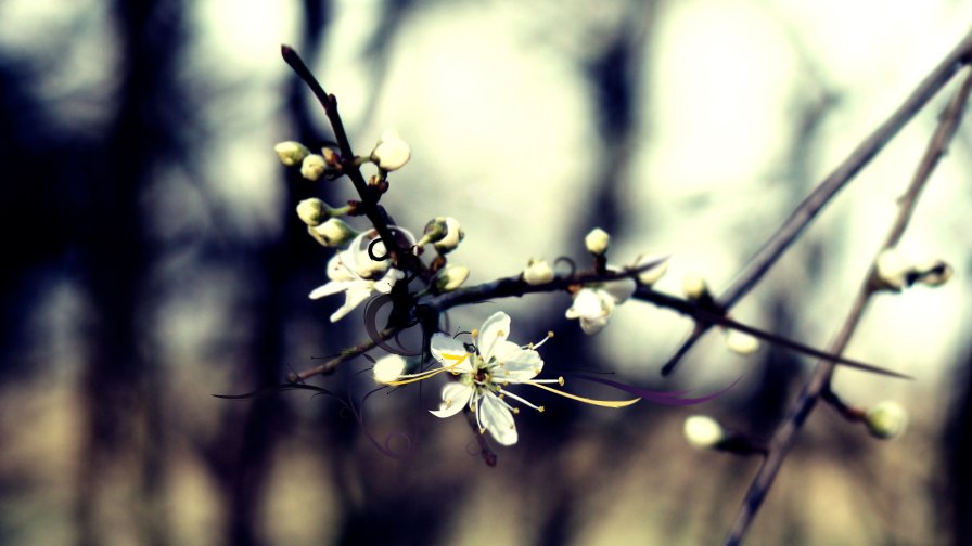 Spring Flowers on the Branch