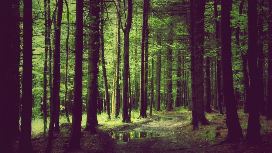 Spring Forest Trees and Grass