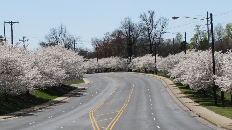 Spring Road and White Trees