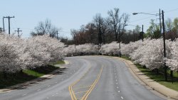 Spring Road and White Trees