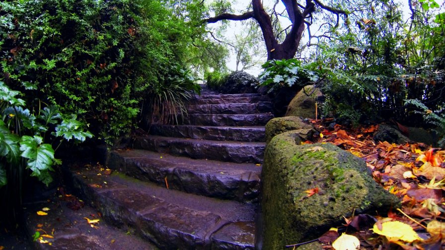 Stairs in the Garden and Green Grass