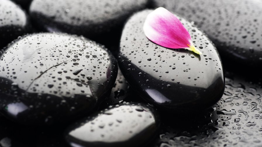 Stones and Pink Petal