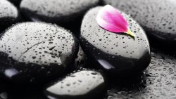 Stones and Pink Petal