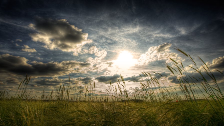 Summer Field on the Sunset