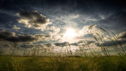 Summer Field on the Sunset