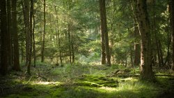 Summer Forest and Green Grass